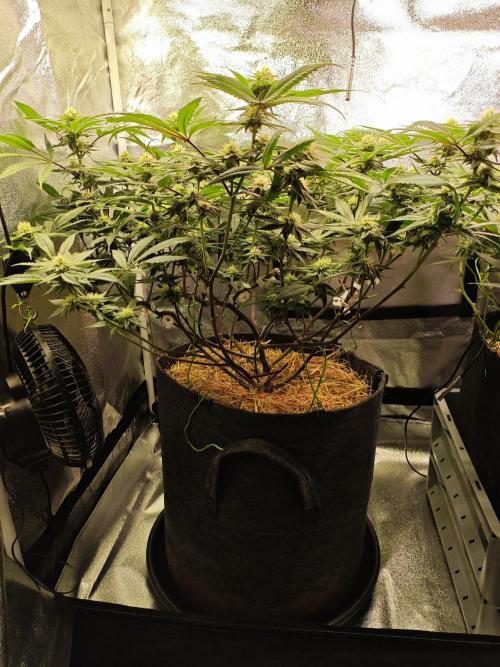 Pure Mandarine Bomb 🍊. Week 8