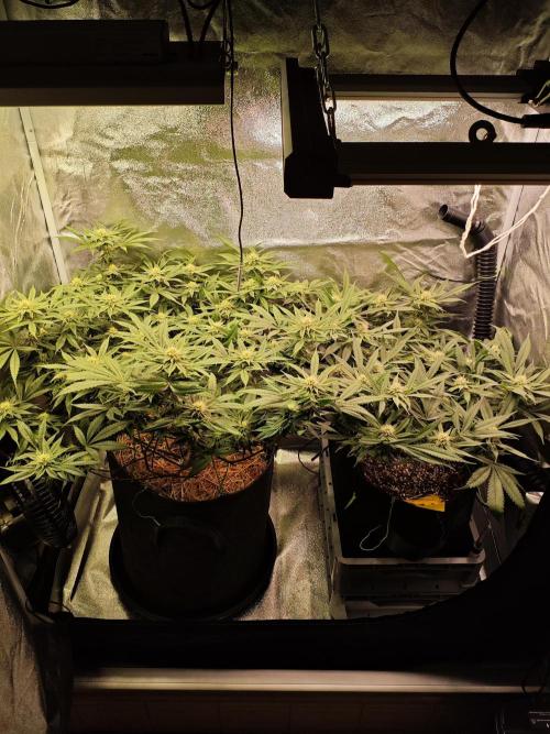 HNNY Midnight Lemonade 🍋. Week 8