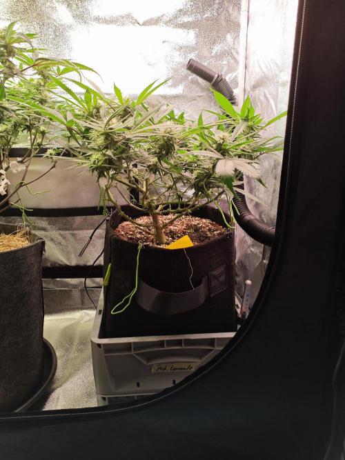 HNNY Midnight Lemonade 🍋. Week 8