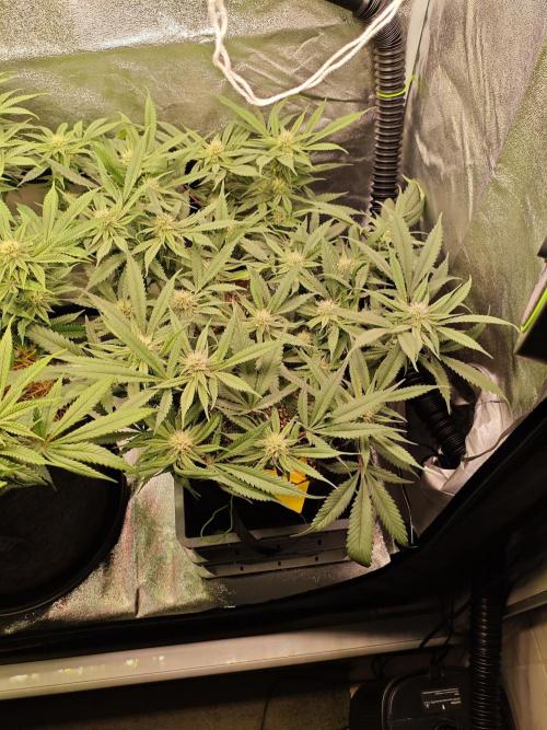 HNNY Midnight Lemonade 🍋. Week 8
