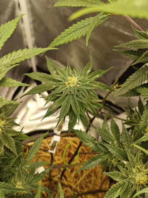 Pure Mandarine Bomb 🍊. Week 9