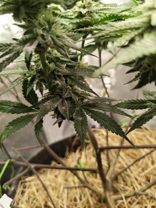 Pure Mandarine Bomb 🍊. Week 9