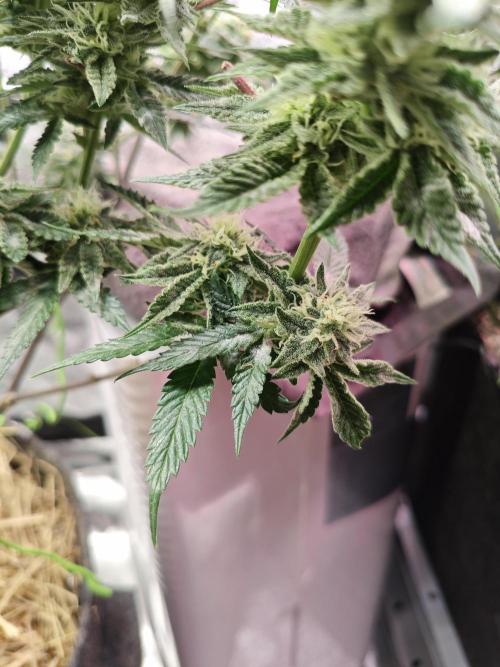 Pure Mandarine Bomb 🍊. Week 9