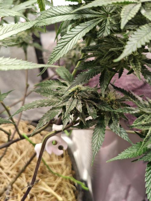 Pure Mandarine Bomb 🍊. Week 9