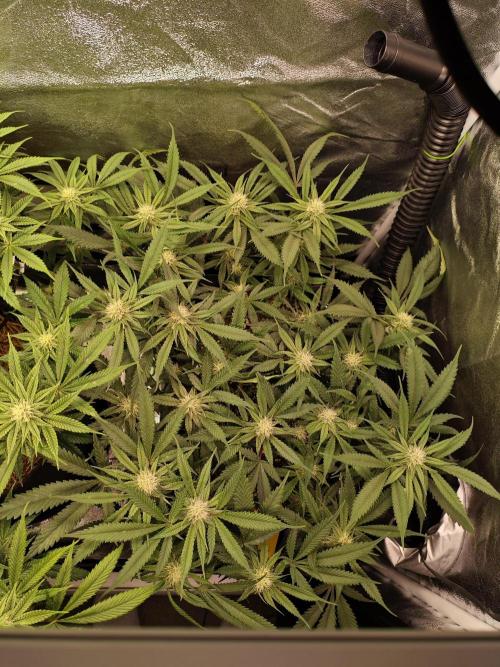 HNNY Midnight Lemonade 🍋. Week 9