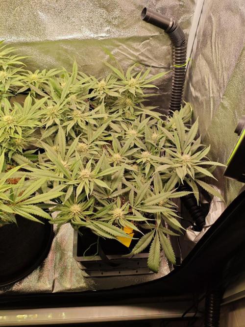 HNNY Midnight Lemonade 🍋. Week 9
