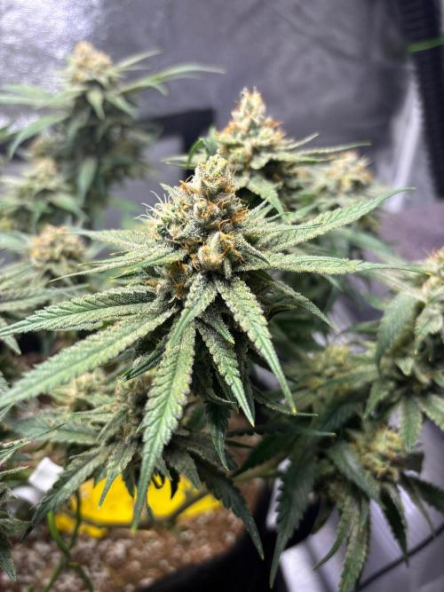 HNNY Midnight Lemonade 🍋. Week 10