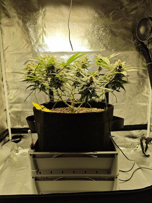 HNNY Midnight Lemonade 🍋. Week 10