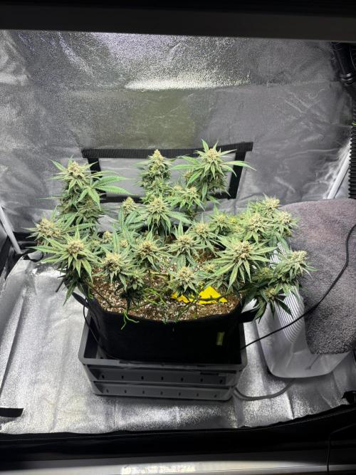 HNNY Midnight Lemonade 🍋. Week 10