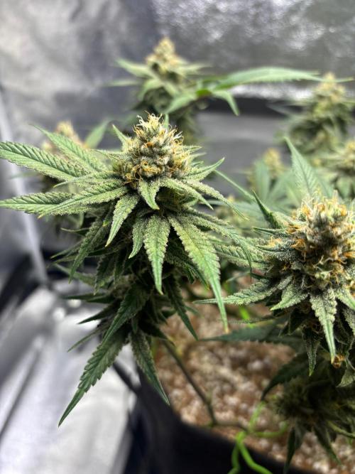 HNNY Midnight Lemonade 🍋. Week 10