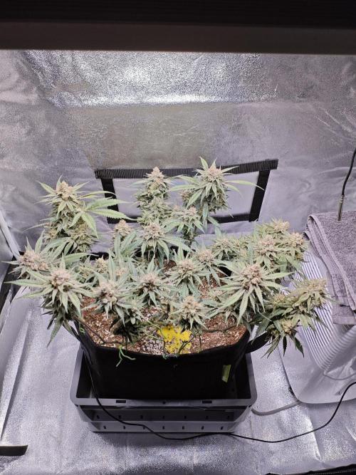 HNNY Midnight Lemonade 🍋. Week 11