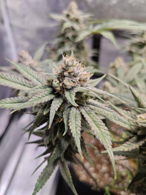 HNNY Midnight Lemonade 🍋. Week 11