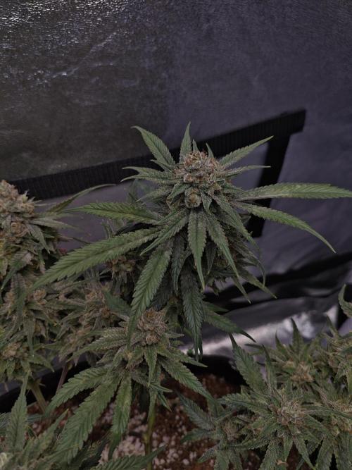 HNNY Midnight Lemonade 🍋. Week 11