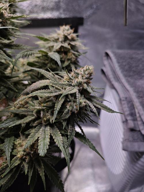HNNY Midnight Lemonade 🍋. Week 11