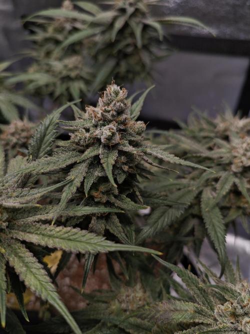 HNNY Midnight Lemonade 🍋. Week 11