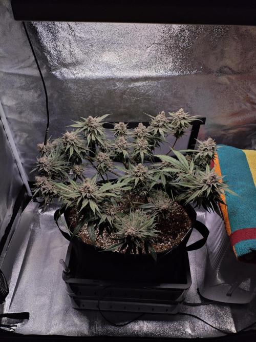 HNNY Midnight Lemonade 🍋. Week 12