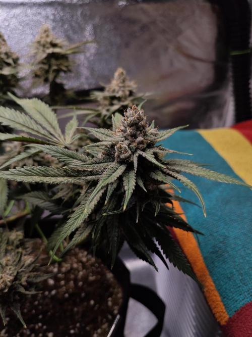 HNNY Midnight Lemonade 🍋. Week 12