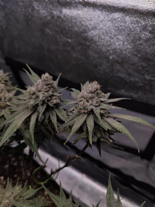HNNY Midnight Lemonade 🍋. Week 12