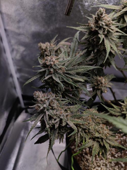 HNNY Midnight Lemonade 🍋. Week 12