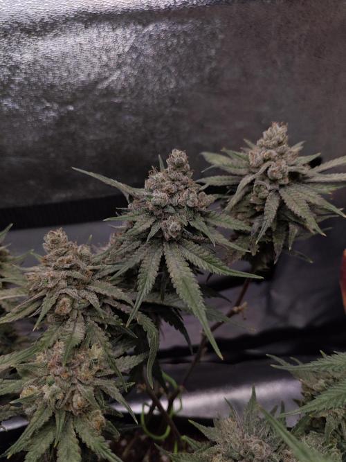 HNNY Midnight Lemonade 🍋. Week 12