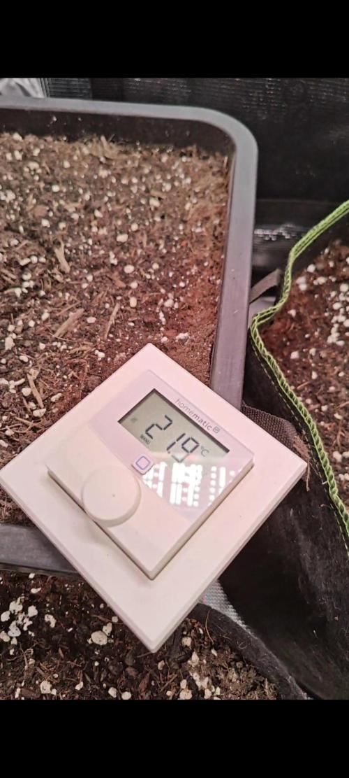 Gorilla Cookies Outdoor. Week 1
