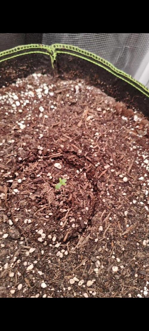 Gorilla Cookies Outdoor. Week 1