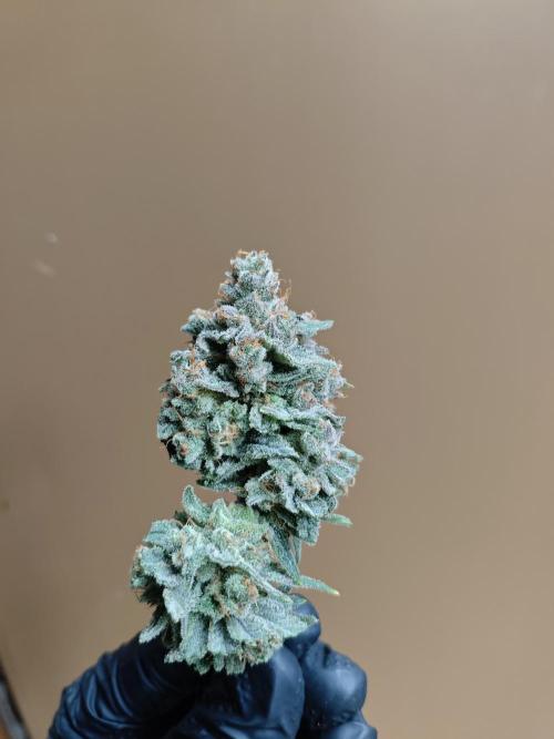 HNNY Midnight Lemonade 🍋. Week 13