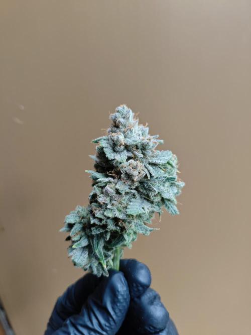 HNNY Midnight Lemonade 🍋. Week 13
