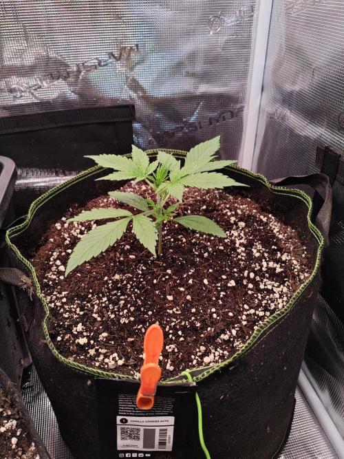 Gorilla Cookies Outdoor. Week 2