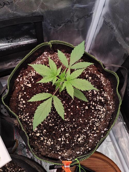 Gorilla Cookies Outdoor. Week 2