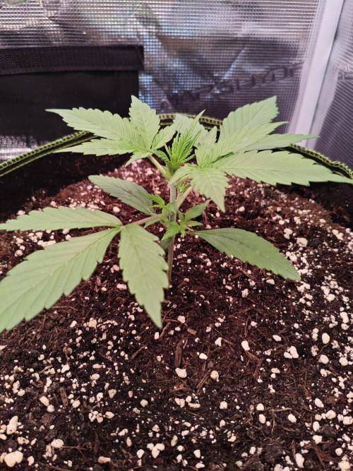 Gorilla Cookies Outdoor. Week 2