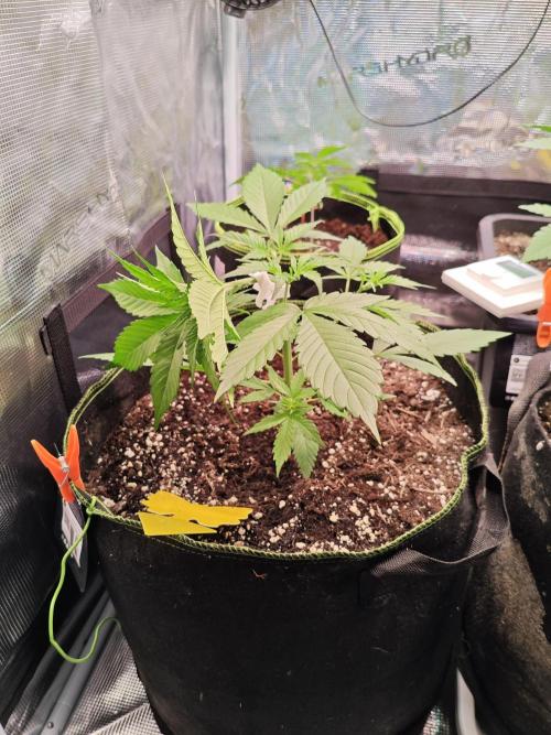 Gorilla Cookies Outdoor. Week 3