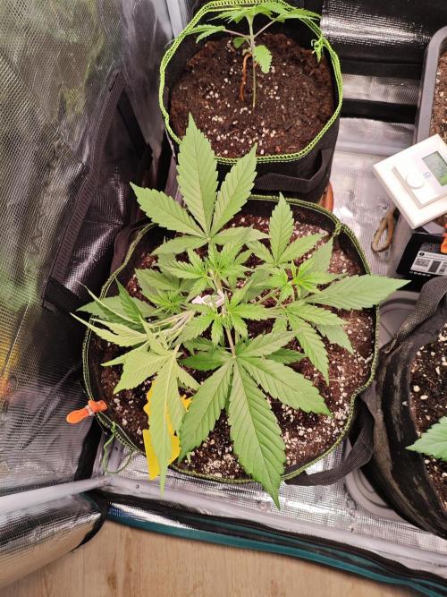 Gorilla Cookies Outdoor. Week 3