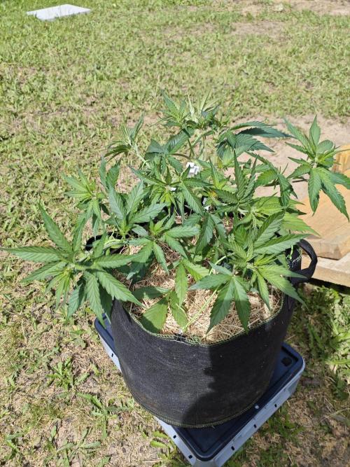 Gorilla Cookies Outdoor. Week 4