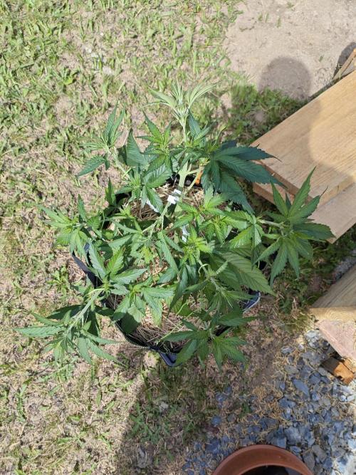 Gorilla Cookies Outdoor. Week 4