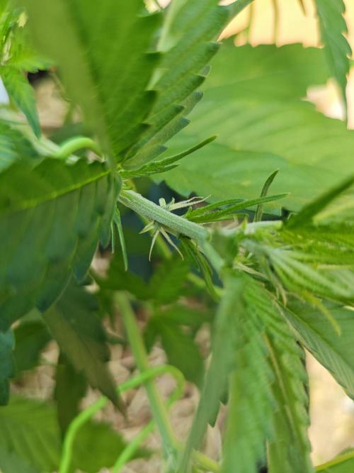 Gorilla Cookies Outdoor. Week 4