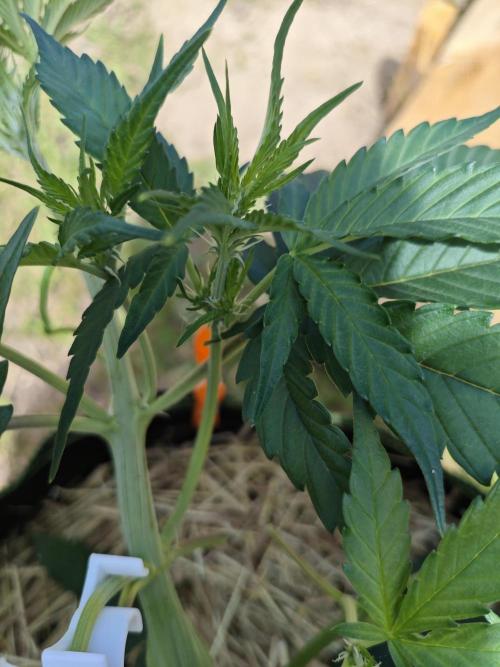 Gorilla Cookies Outdoor. Week 4