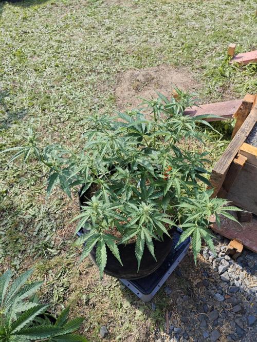 Gorilla Cookies Outdoor. Week 5