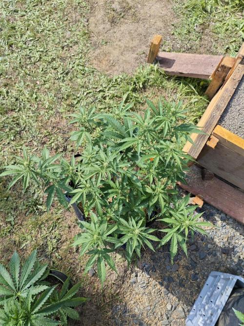 Gorilla Cookies Outdoor. Week 5