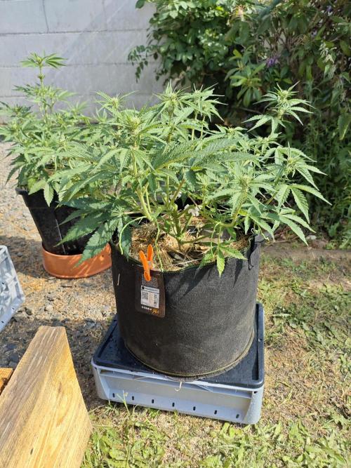 Gorilla Cookies Outdoor. Week 5