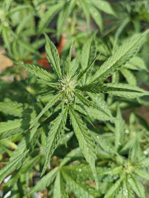 Gorilla Cookies Outdoor. Week 5