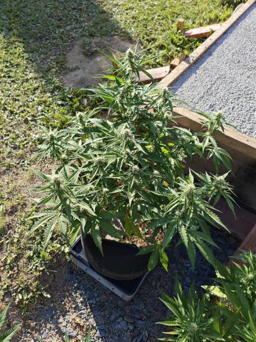 Gorilla Cookies Outdoor. Week 6