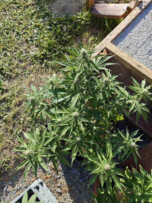 Gorilla Cookies Outdoor. Week 6