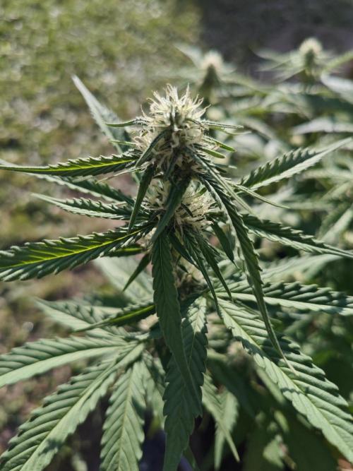 Gorilla Cookies Outdoor. Week 6