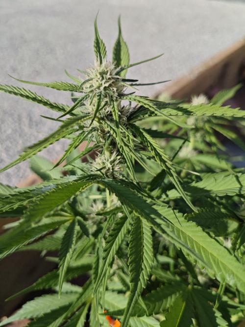 Gorilla Cookies Outdoor. Week 6