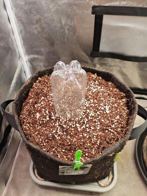 Pound Cake - Outdoor. Week 0