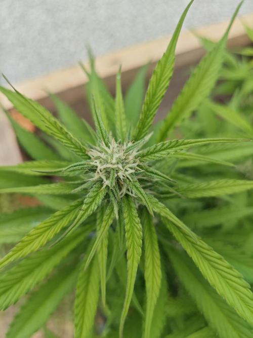 Gorilla Cookies Outdoor. Week 7