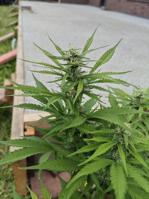 Gorilla Cookies Outdoor. Week 7