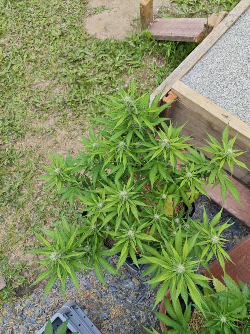 Gorilla Cookies Outdoor. Week 7