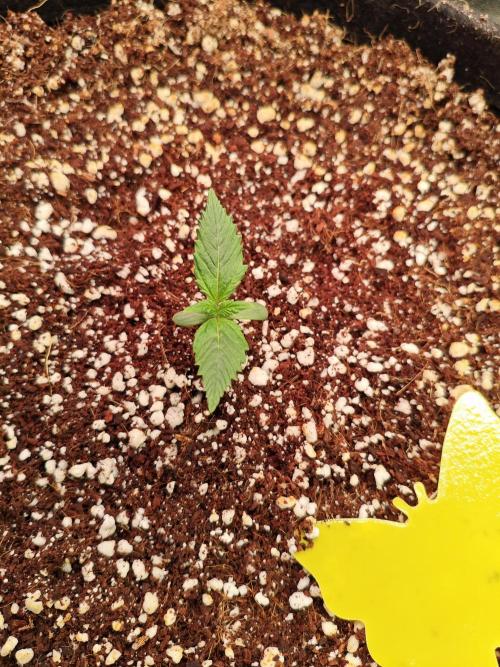 Pound Cake - Outdoor. Week 1